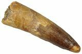 Fossil Spinosaurus Tooth - Real Dinosaur Tooth #352986-1
